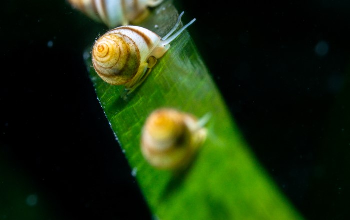 Marine snail