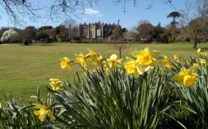 Photograph of daffodils with the Abbey