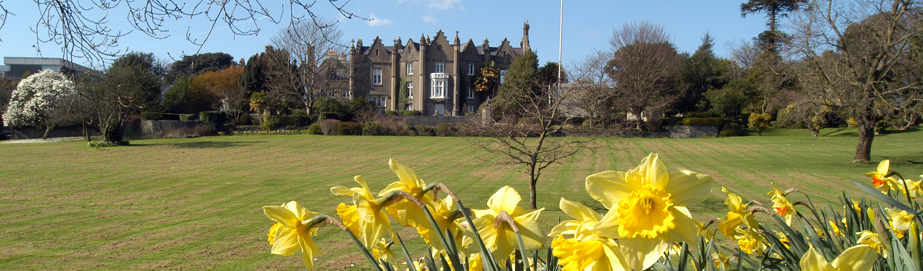 Singleton Abbey in the distance with daffodils in front