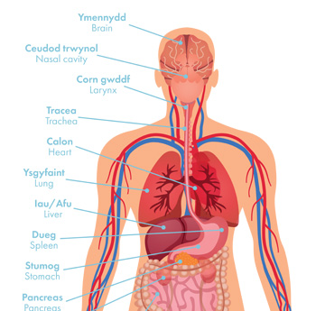 The organs in the Human Body