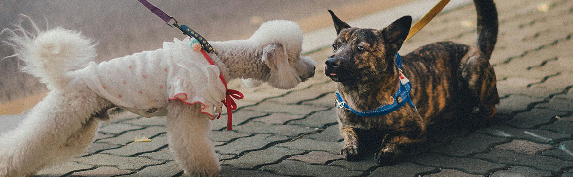 Two dogs meeting