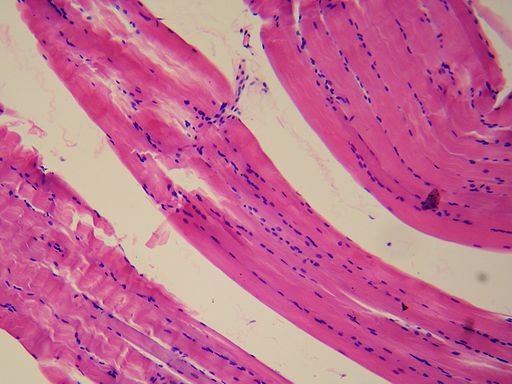smooth muscle tissue
