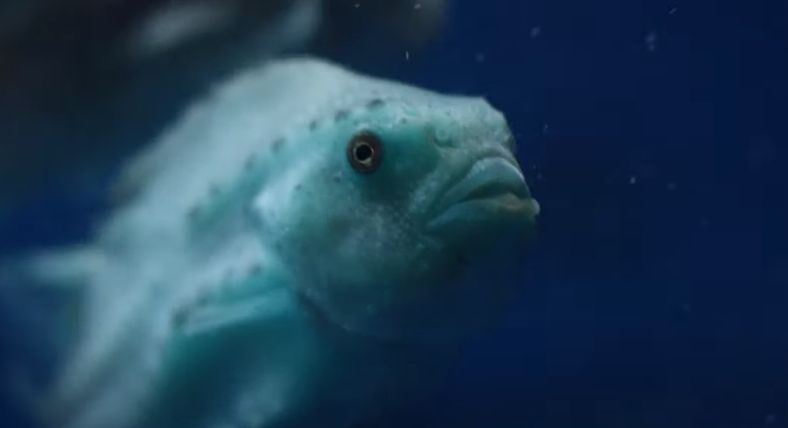 Close-up of underwater lumpfish with deep blue background