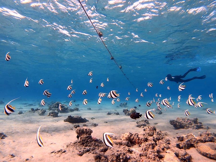 Fish in the Red Sea