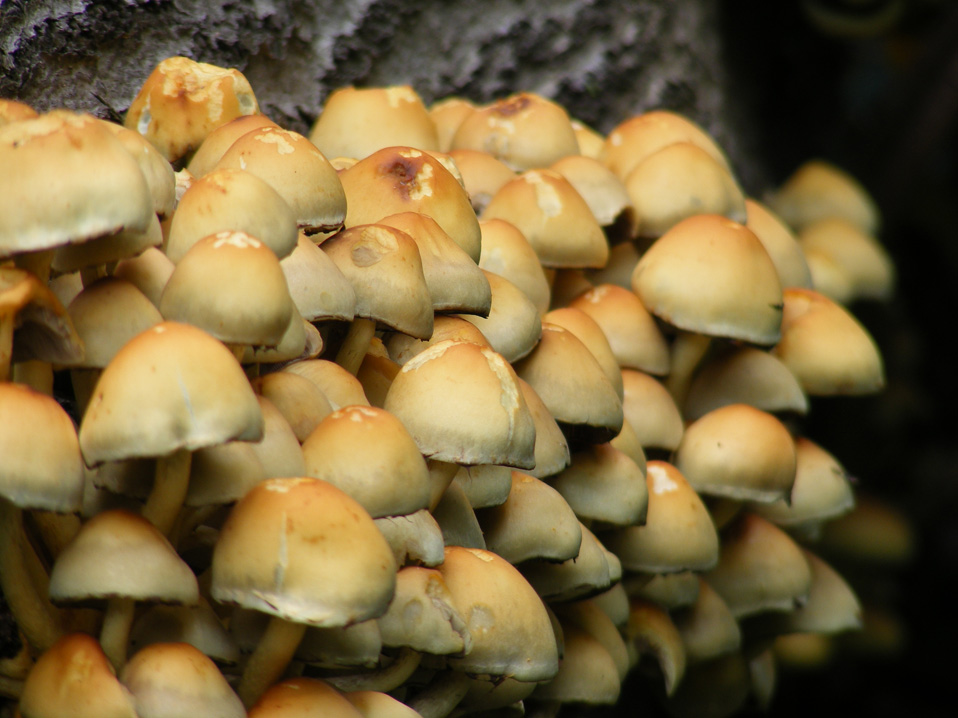 Groups of fungus
