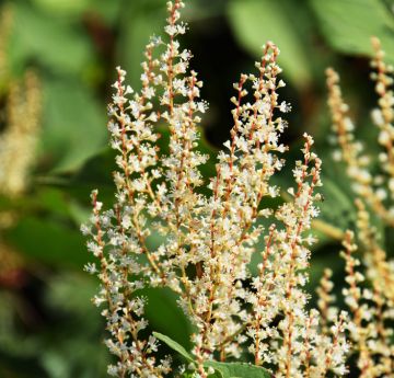 Image of Japanese Knotweed - an invasive plant 