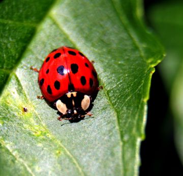 Image of a mother bee feeding 