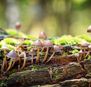 Image of fungus growing naturally 