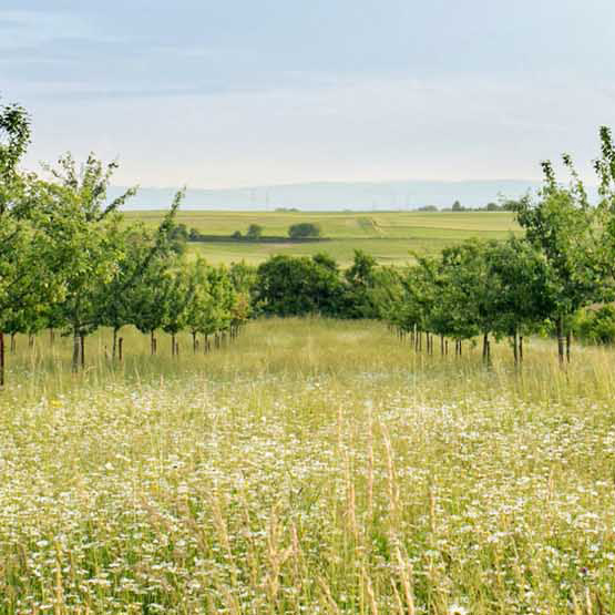 Image of the field of trees