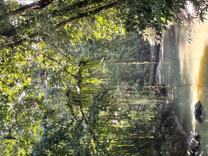 Rainforest in Borneo