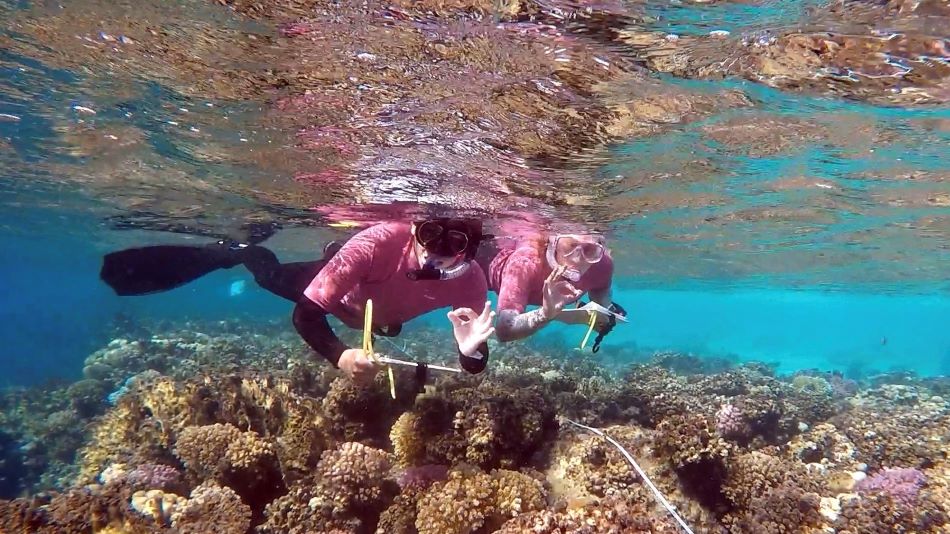 Students snorkelling 