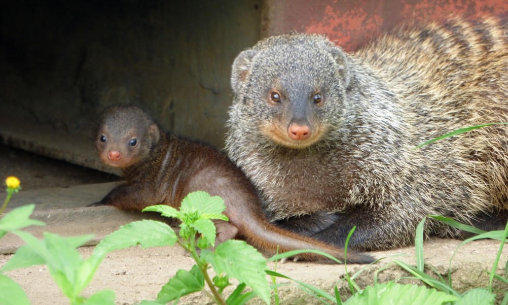 mongoose yn edrych ar ol ei fabi