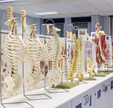 Skeleton torso models in a lab