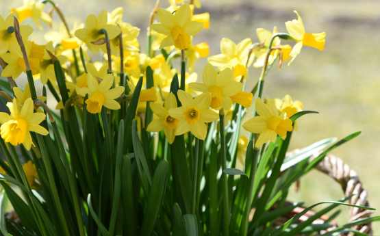 Lluniau o daffodils 