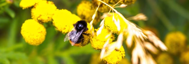 Bumblebee on flower