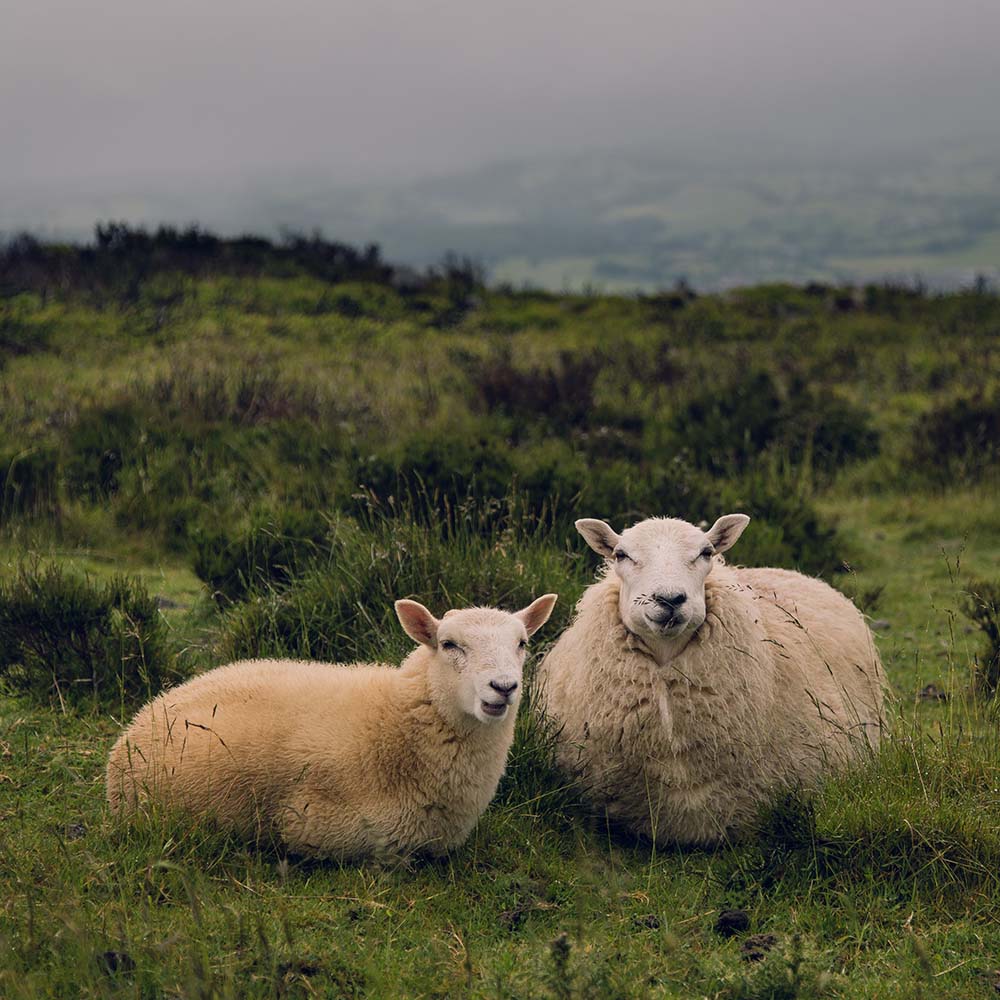 Image of sheep 