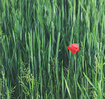 long grass with poppy