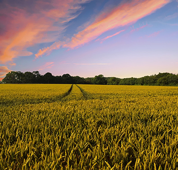 A crop field at sunset