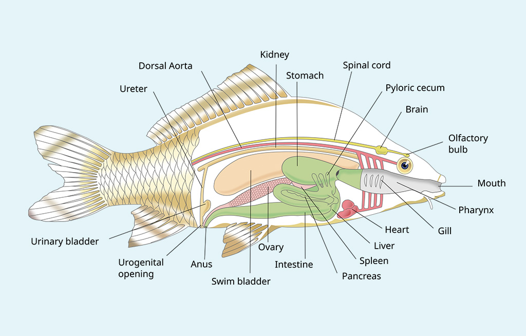 diagram pysgod