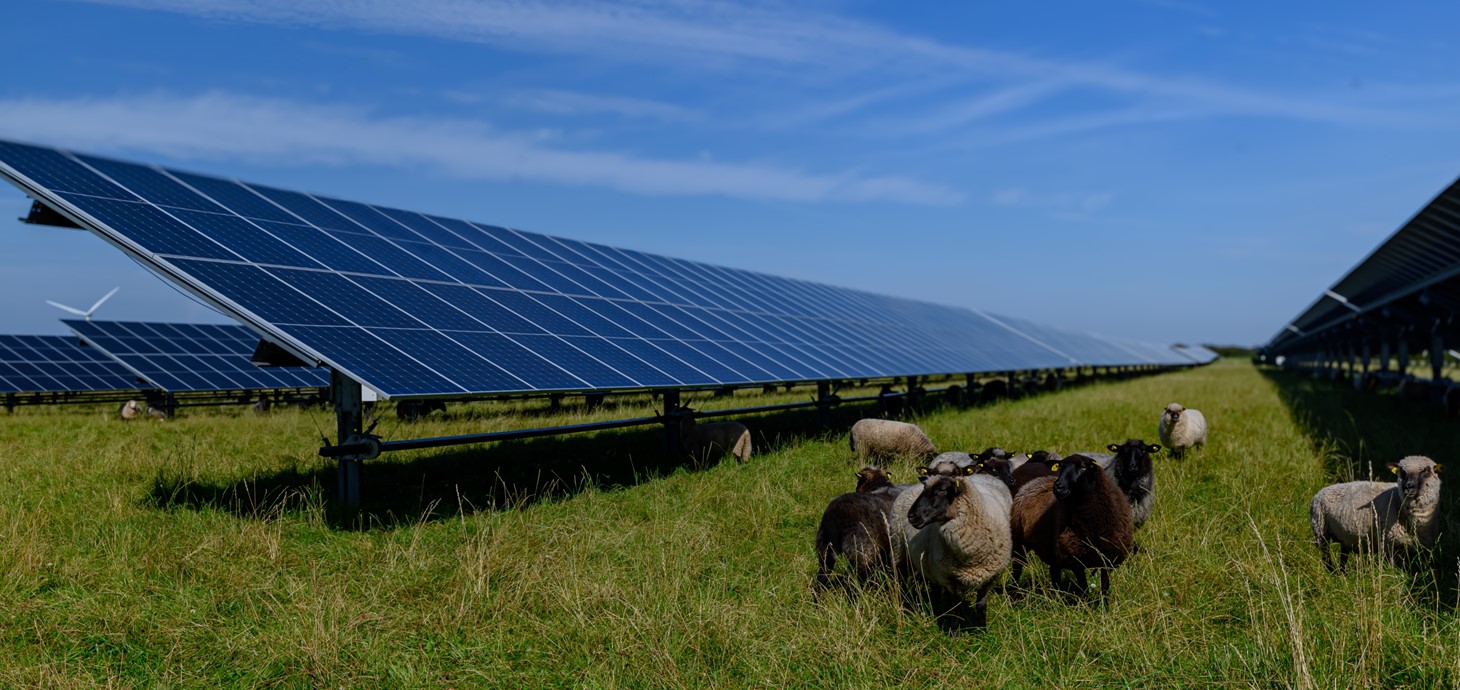 Llun yn dangos cae gyda phaneli solar. O dan y paneli, mae defaid yn pori. (Credyd: Shutterstock - Snapshot freddy)