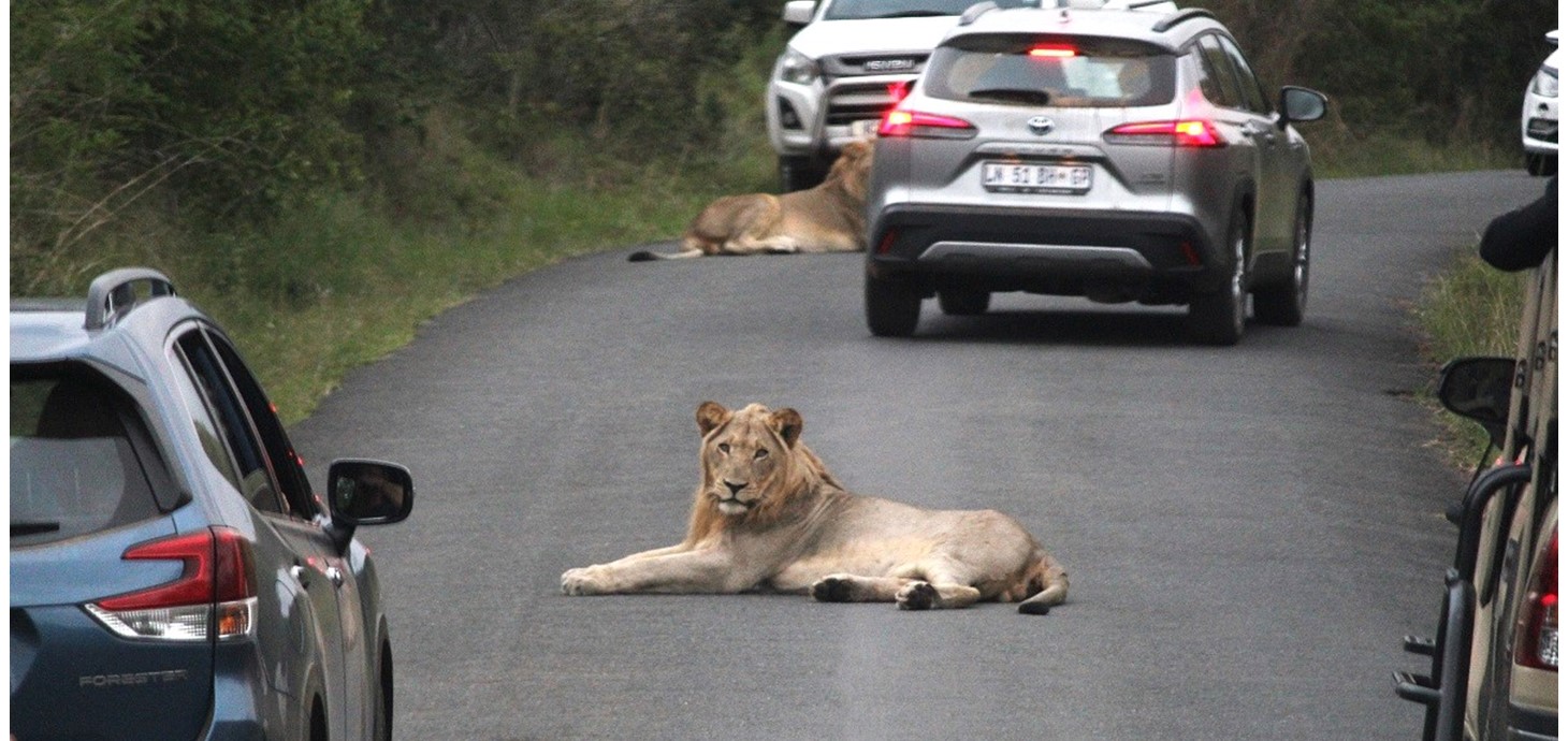 Pennawd: Llewod Affricanaidd ifanc ar y ffordd ym Mharc Cenedlaethol Hluhluwe, De Affrica. Pan fyddan nhw'n gadael eu mamau, rhaid i lewod gwrywaidd ifanc wasgaru i ganfod tiroedd newydd. I wneud hyn, maen nhw'n teithio drwy'r safana, sydd bellach yn llawn ffyrdd a gweithgareddau dwristiaid