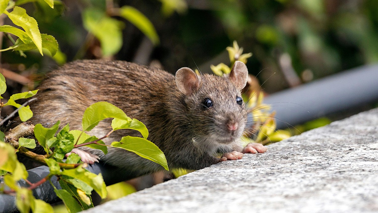 Llygoden fawr Norwy (Rattus Norvegicus) ger dail gwyrdd. Mae'r llygoden fawr yn sefyll ar bolyn metel ac yn cydio wrth wal. Cydnabyddiaeth: Denitsa Kireva.