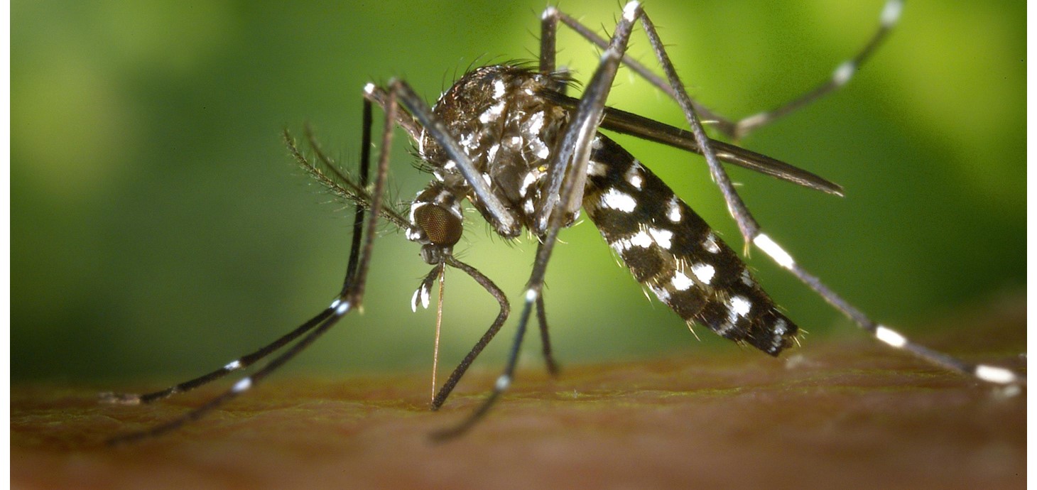 Llun agos o fosgito yn bwydo ar arwyneb