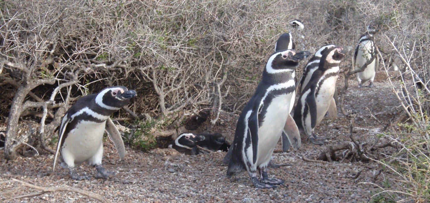 Penguins in their breeding colony