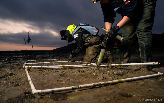 Llun o ddau berson yn gweithio i adfer morwellt yn Thorness, Ynys Wyth. Credyd y llun: Francesca Page.