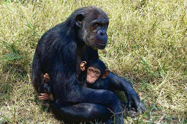 Tsimpansî mam a babi