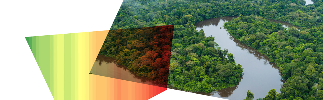 Rydym yn gweithio i atal datgoedwigo byd-eang