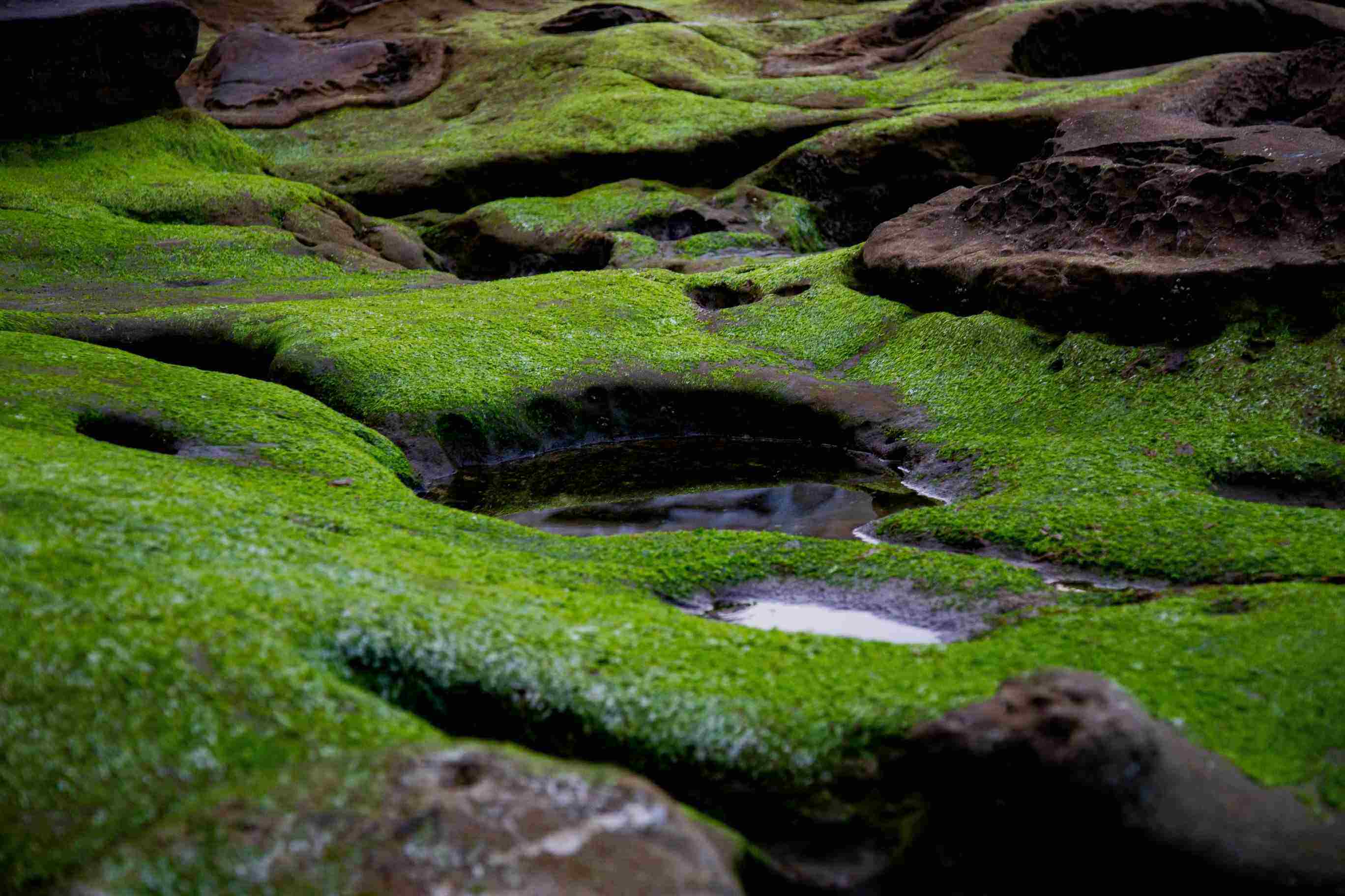 Algae on rocks