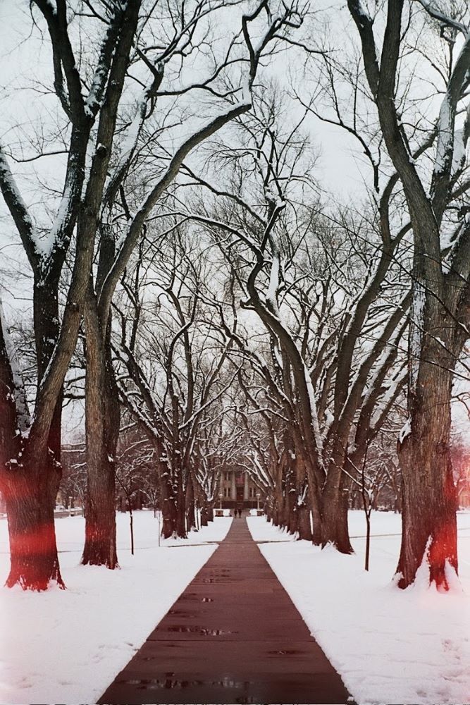 Road and trees covered in snow