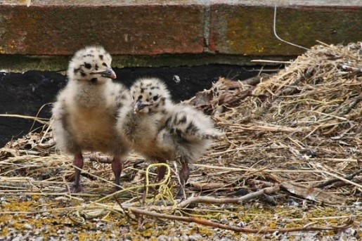 Baby Gulls and Fluffy Chicks