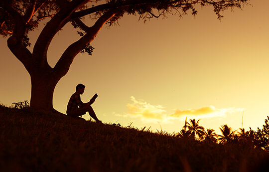 person sitting under a tree reading at sunset
