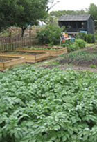 Image of allotment for 'Some Fathers' poem
