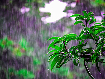 Summer rain falls onto a tree branch 