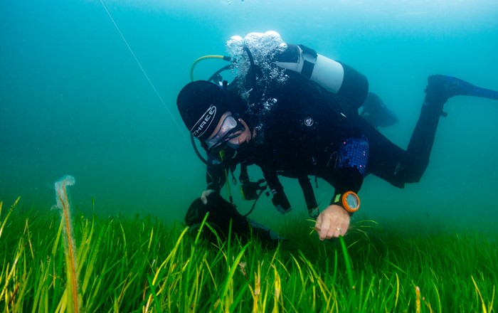 A volunteer diver from Project Seagrass gathering seeds from the seabed in Porthdinllaen, Wales.
