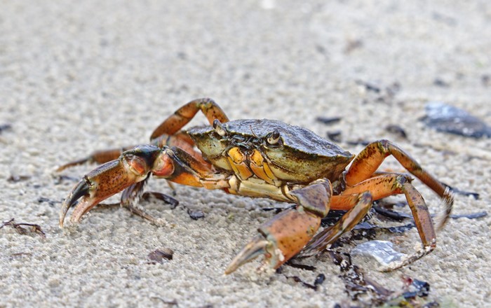 A common shore crab 