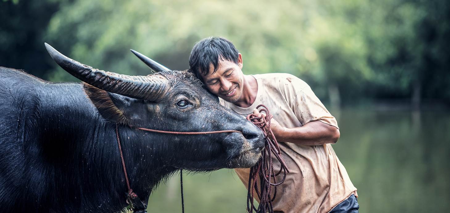 Man embracing a cow. A new study by Swansea University has examined the connection between domesticated animals and the way viruses spread between humans and wildlife.