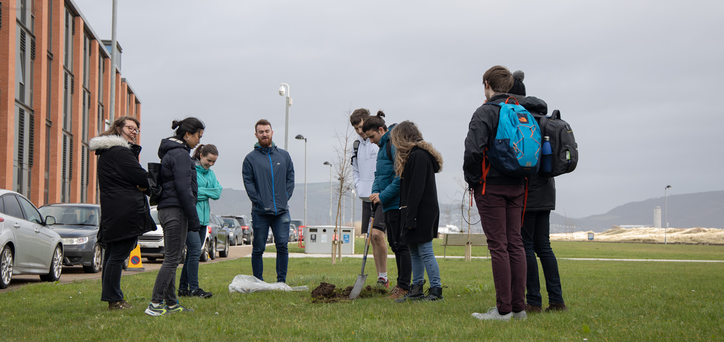 Staff at Swansea University's Bay Campus helping to plant the centenary oak saplings.