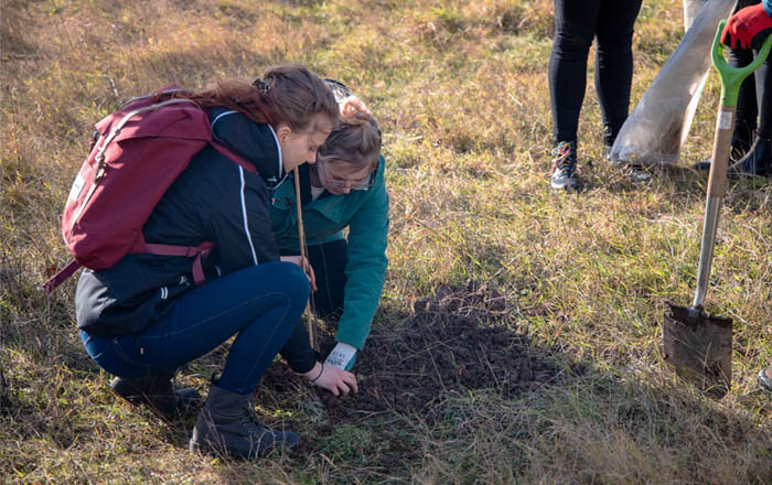 Staff at Swansea University's Bay Campus helping to plant the centenary oak saplings