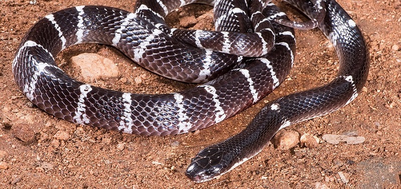 An Indian kraits snake (Bungarus caeruleus). They are notorious for biting sleeping people at night. While highly lethal, the bites are so painless that they are often dismissed as trivial until it is too late. This indicates no defensive function for this venom.