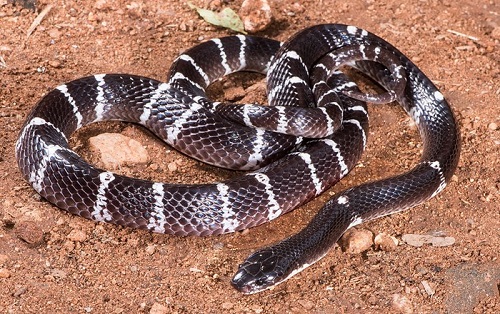 An Indian kraits snake (Bungarus caeruleus).  They are notorious for biting sleeping people at night. While highly lethal, the bites are so painless that they are often dismissed as trivial until it is too late. This indicates no defensive function for this venom.