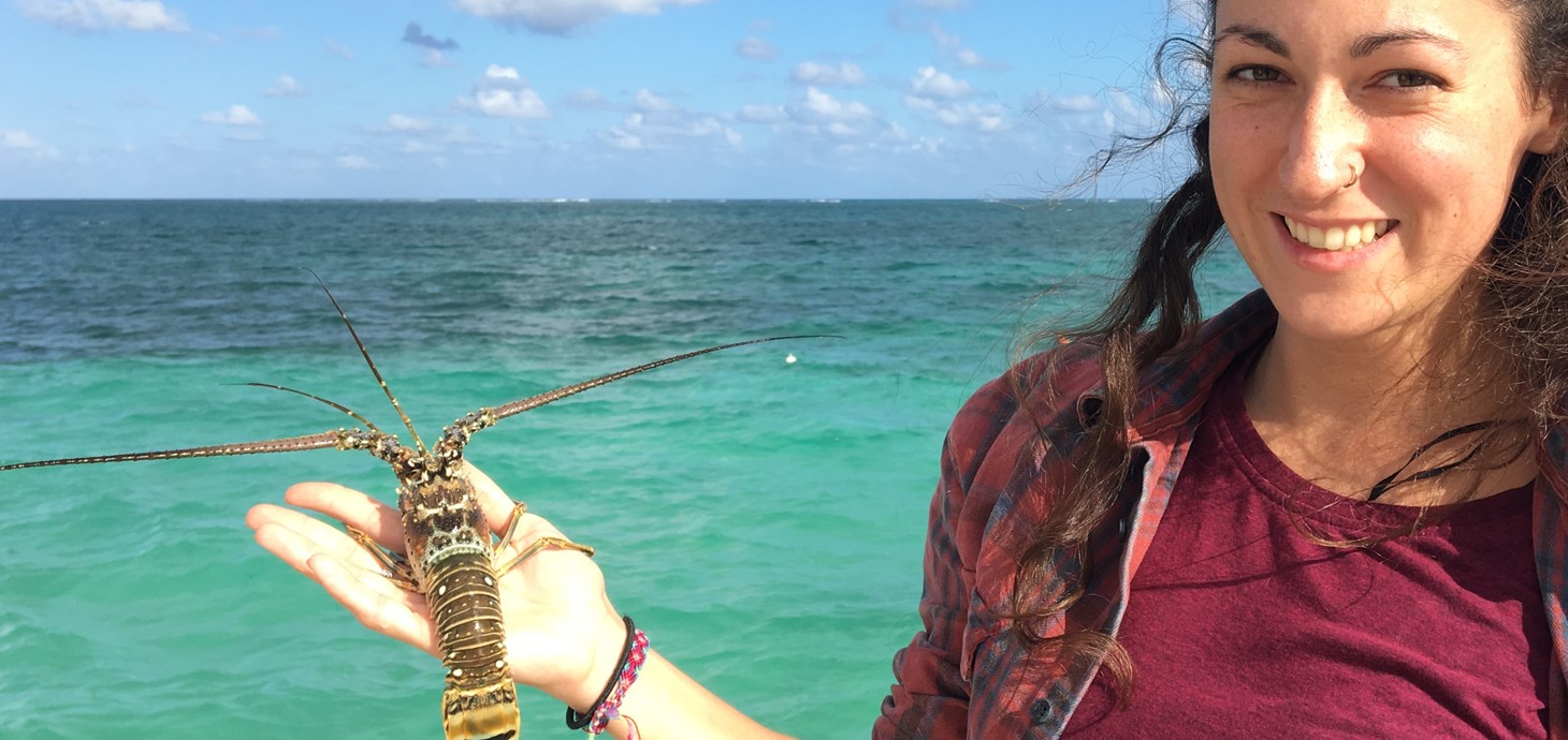 Researcher Dr Charlotte Eve Davies about to release a lobster back into the ocean: the study showed an association between virus prevalence and habitat