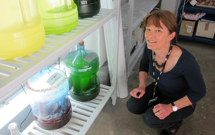 Professor Carole Llewellyn who is leading a Swansea University project exploring how to use algae to create the next generation of sunscreens.