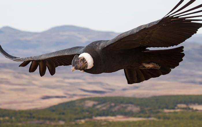 The Andean condor actually flaps its wings for one per cent of its flight time. Picture: Facundo VitalPicture: Facundo Vital