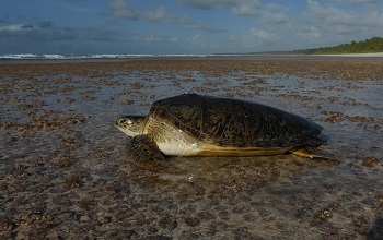 Wonders of animal migration: how sea turtles find small, isolated islands