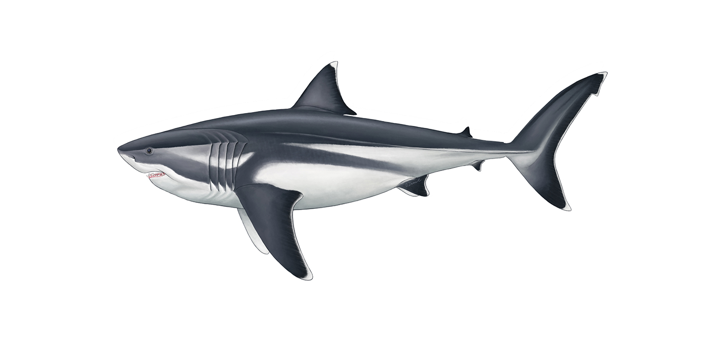 True size of prehistoric mega-shark finally revealed 