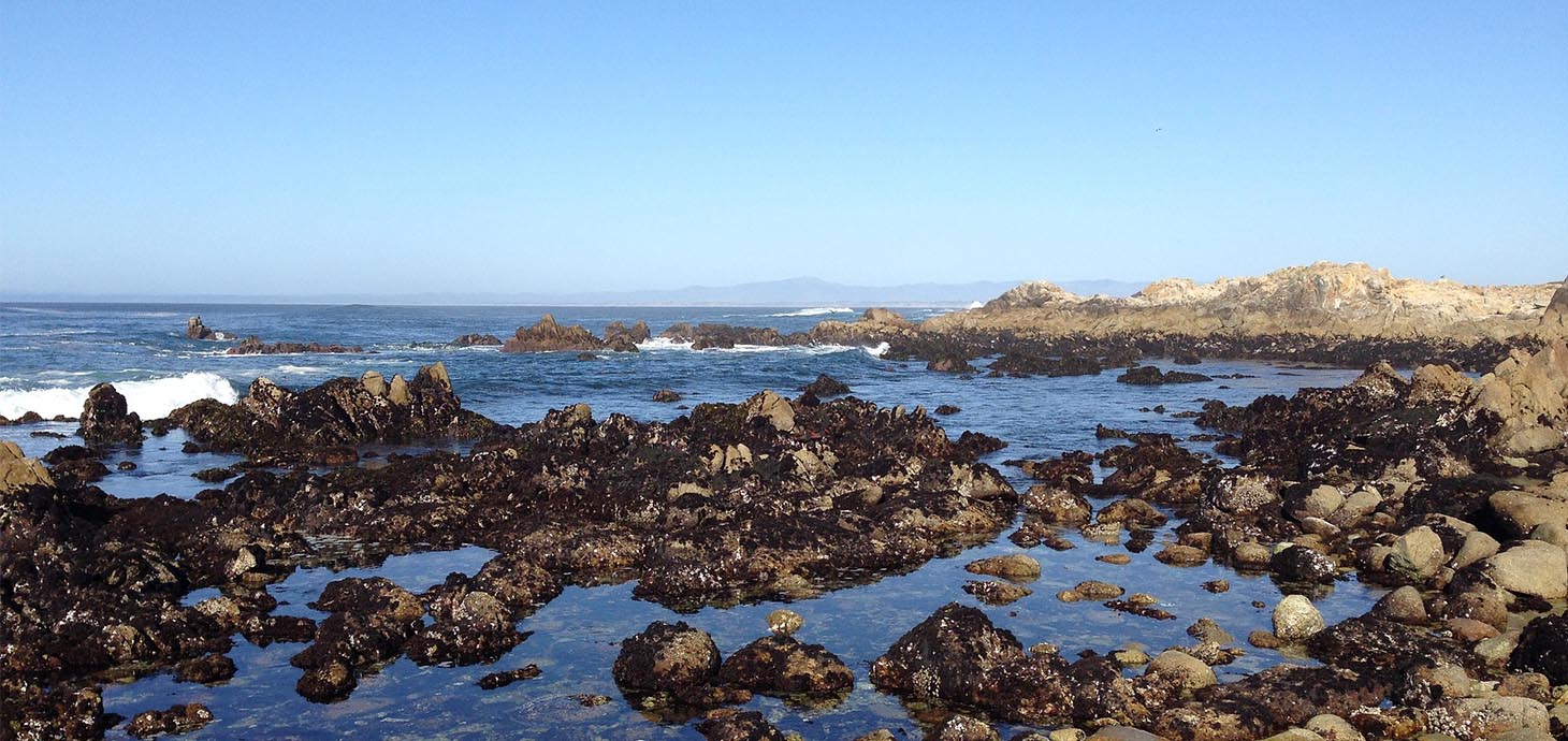 New research unveils environment drivers of ecological complexity in marine intertidal communities